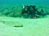Angel Shark