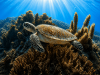 ChatGPT-Image-Jun-29-2026-02_31_36-PM