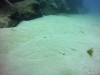 Lanzarote - Butterfly Ray
