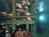 Piranhas-vegetarsich-bij-TODI