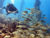 TegelBonaire_1200x900