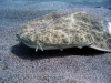 angelshark2-big