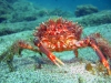 crab-big