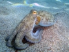 octopus-big