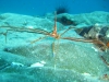 spider-crab-big