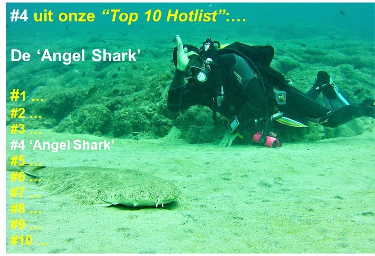 Angel Shark