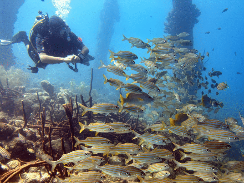 Haal ‘je PADI’ op Bonaire