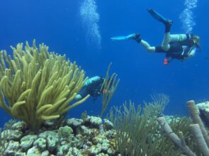 SportDiver_20260520_094241